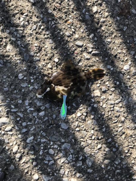 久しぶりに会う友達とカワハギ釣り