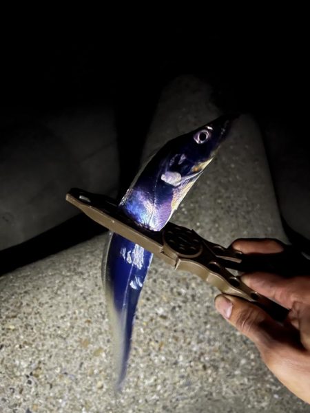 太刀魚始まってた