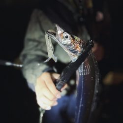 タチウオ爆沸き！！