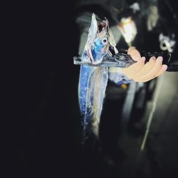 タチウオ好調キープ