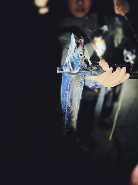 タチウオ好調キープ