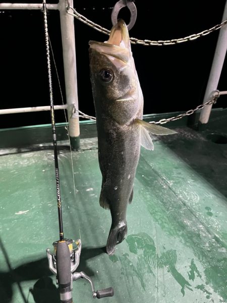 シーバスがいっぱい