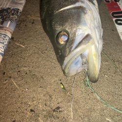 バースデーシーバス