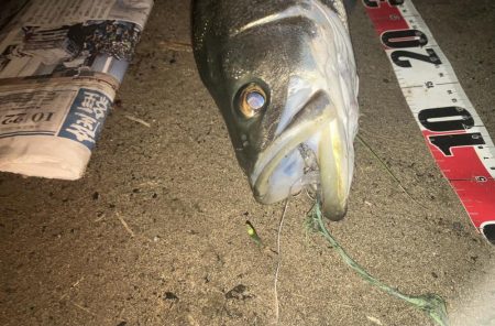 バースデーシーバス