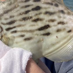 良型のカワハギが沢山釣れました