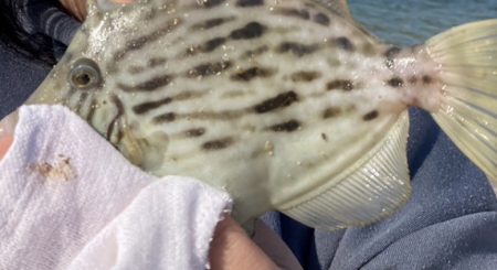 良型のカワハギが沢山釣れました