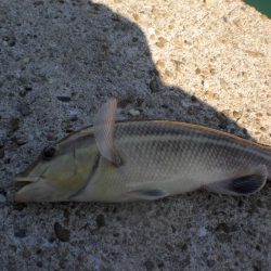 業務スーパーで小エビ購入波止へ