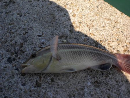 業務スーパーで小エビ購入波止へ