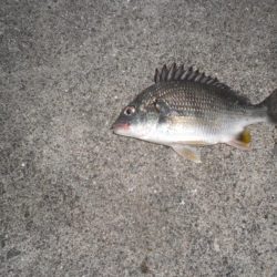 久しぶりの徹夜釣り