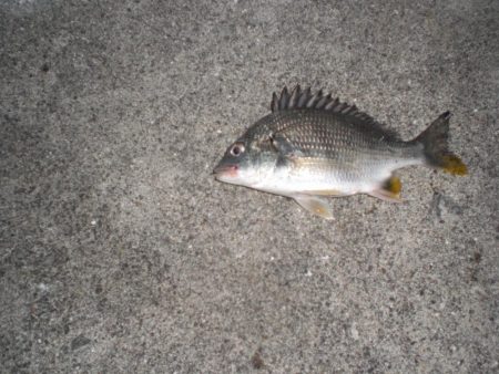 久しぶりの徹夜釣り