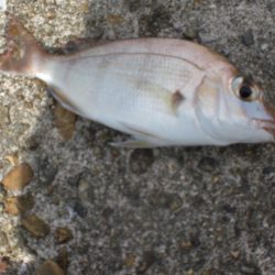 ちょいなげでハゲ