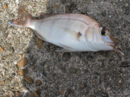 ちょいなげでハゲ