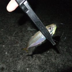 久々のアジング