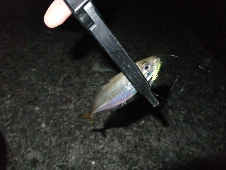 久々のアジング