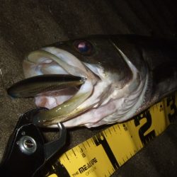 ベイトシーバス釣行