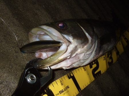 ベイトシーバス釣行