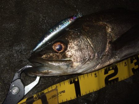 なんとか一本だけ