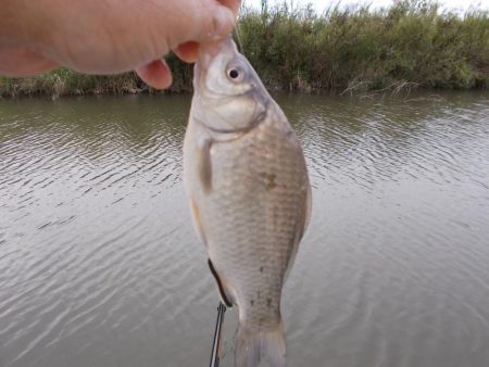 紀ノ川／田井ノ瀬　ヘラブナ釣り　マブナ６枚