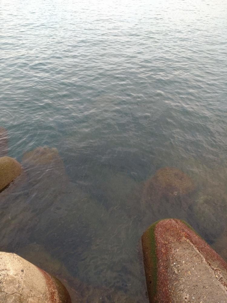 アオリイカ１杯！コウイカ１杯！（お）