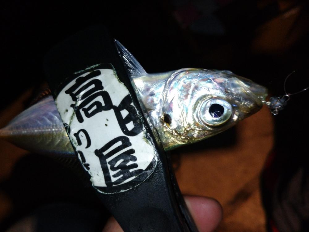 今夜のアジング