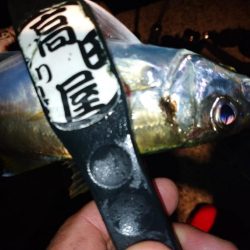 アジ大きくなったかな？