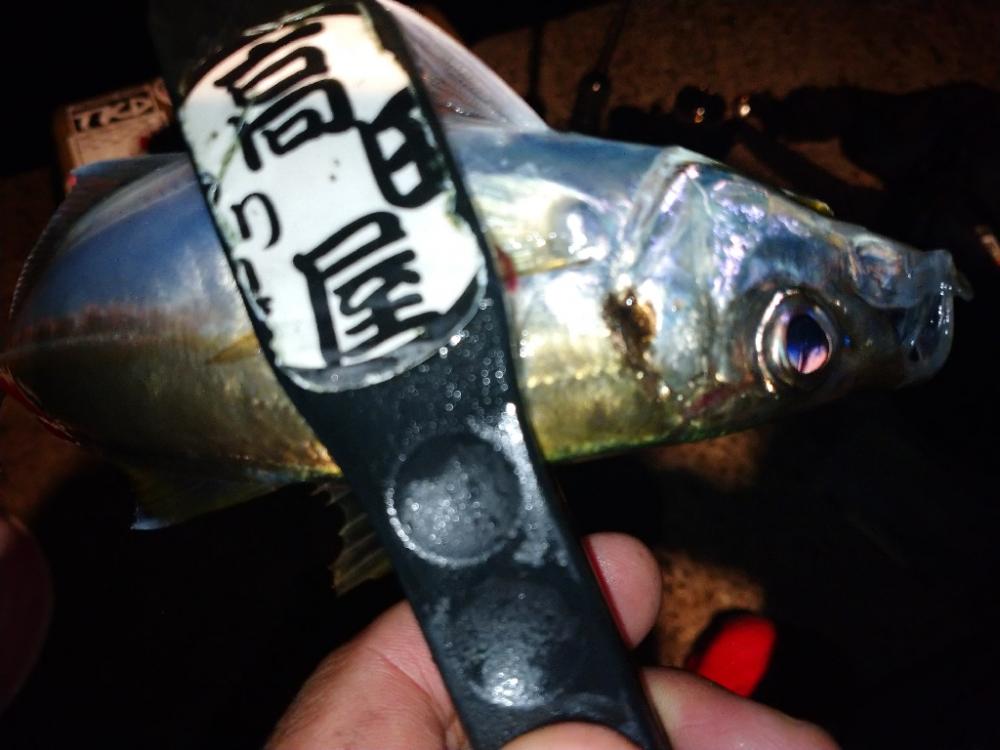 良型アジを求めて😋