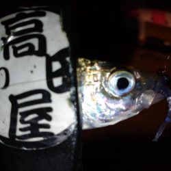 今夜もアジング