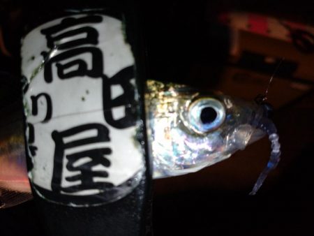 今夜もアジング