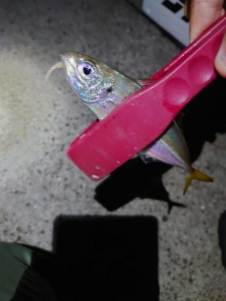 アジング再現性