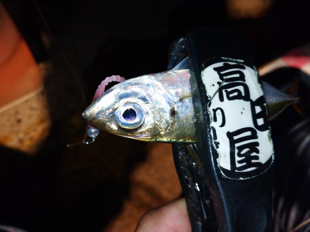 今夜もアジング