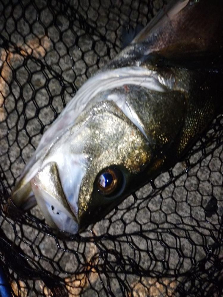 ナイトシーバス