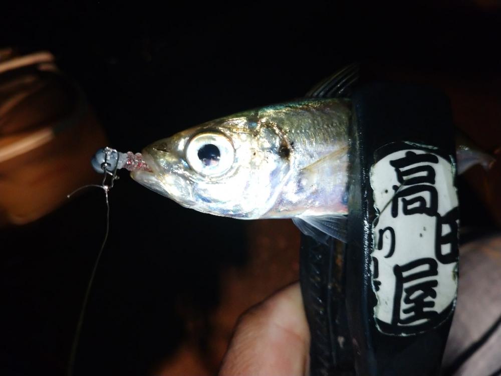 今夜のアジング