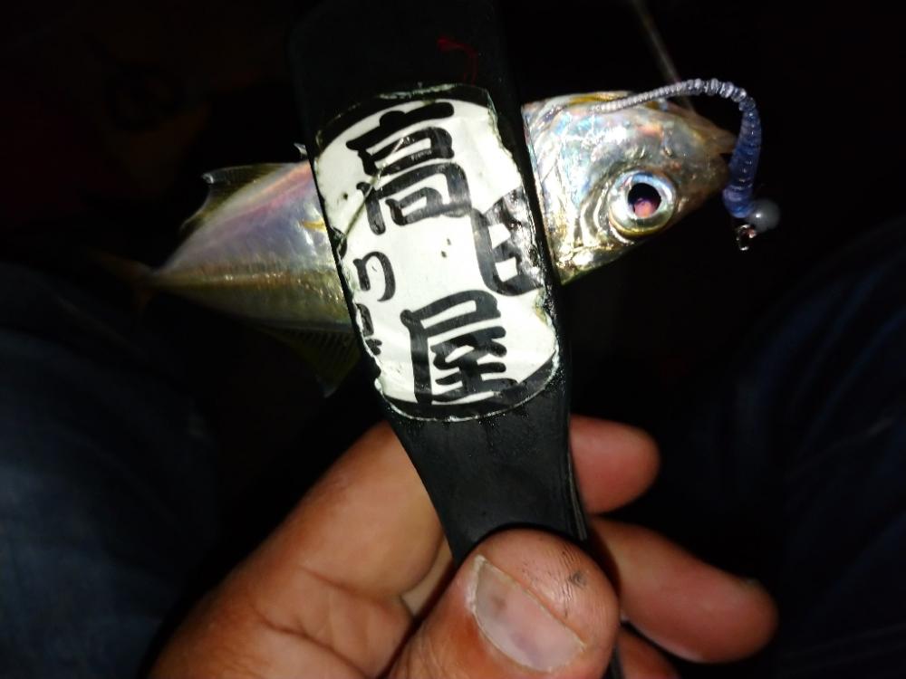 久々のアジング