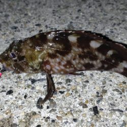 たまたま五目釣り