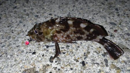 たまたま五目釣り