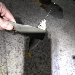 エギング　からのアジング