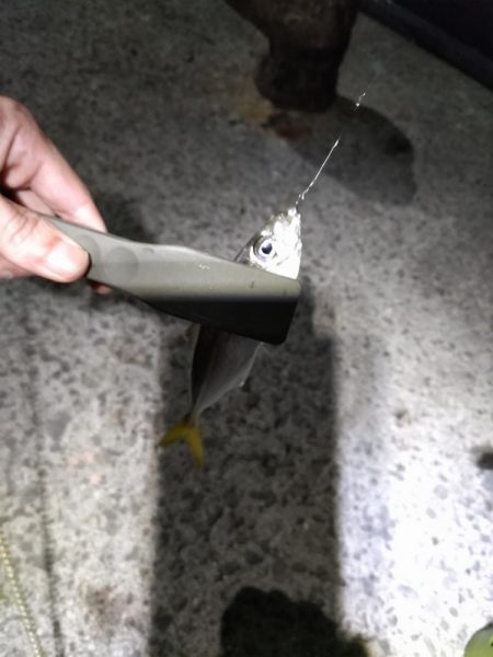 エギング　からのアジング