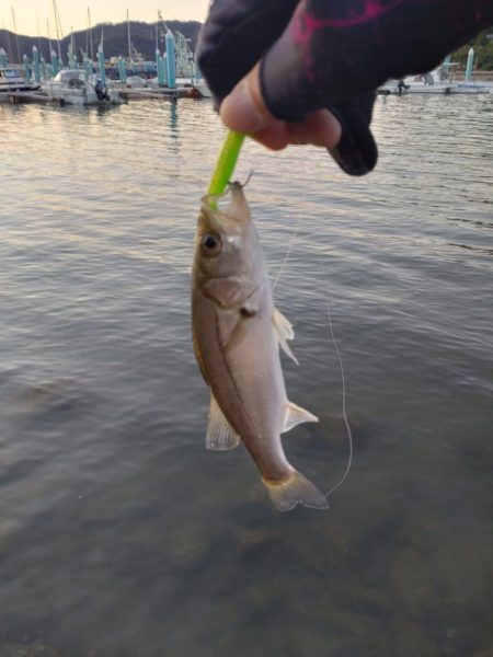 朝マヅメ❌夕マヅメ⭕でした