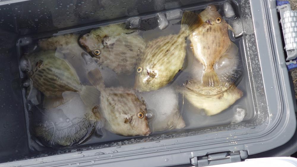 カワハギ釣果