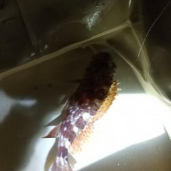 今季初メバル☆