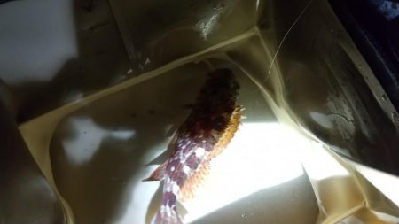 今季初メバル☆