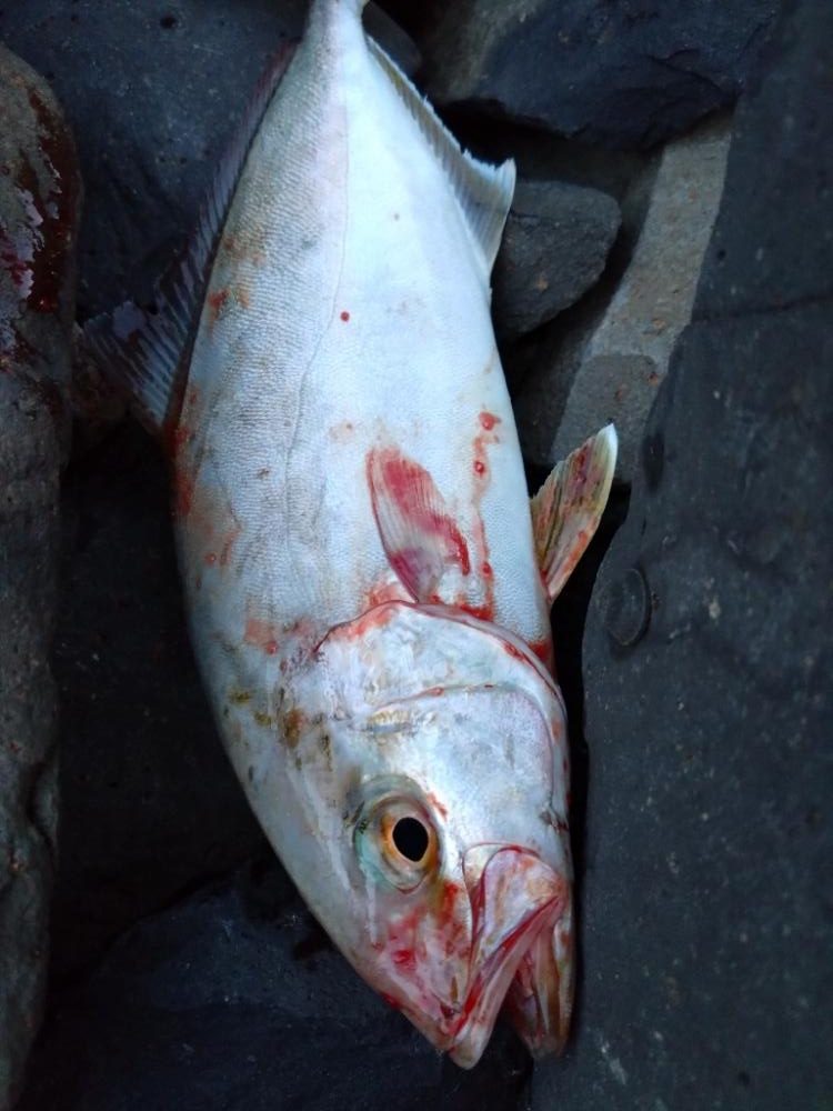 仕事帰りのちょい釣りでネリゴ！