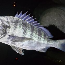 水軒　カゴ釣り