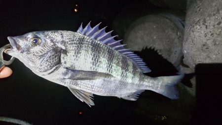 水軒　カゴ釣り