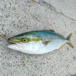 のませでハマチ