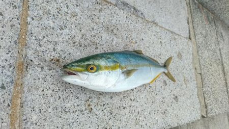 のませでハマチ