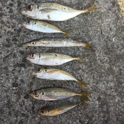 太刀魚は予定数釣れたのでアジングに!