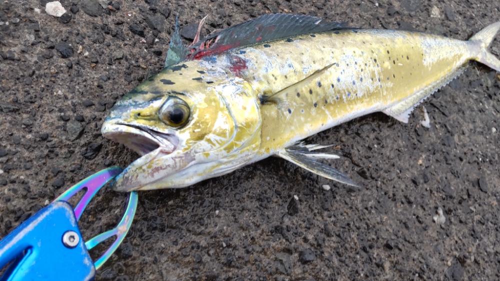 秋ハイシーズン、残念！