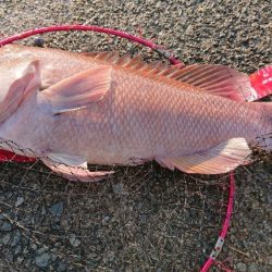 コブダイエ釣り