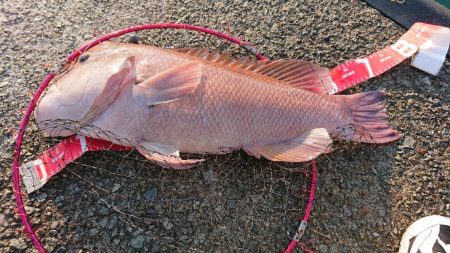 コブダイエ釣り